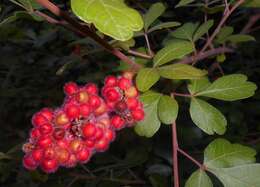 Image of fragrant sumac