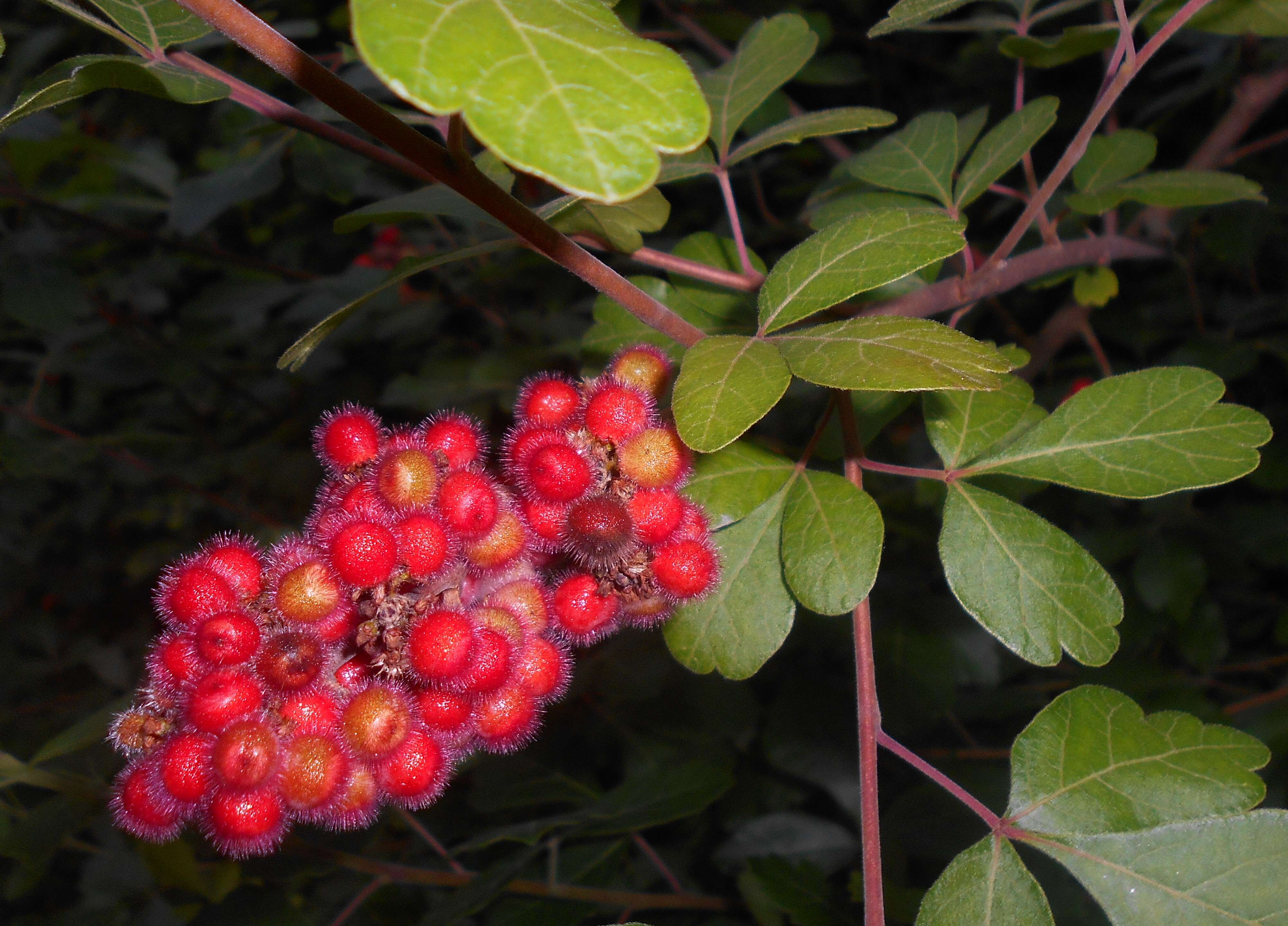 Image of fragrant sumac