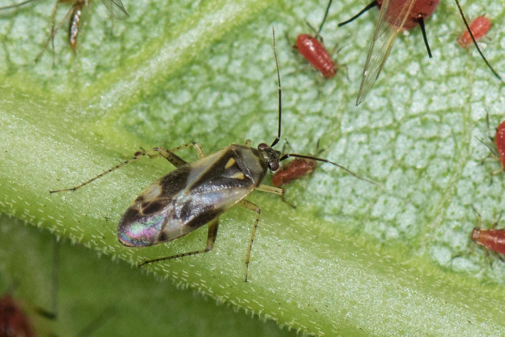 Imagem de Plagiognathus obscurus Uhler 1872