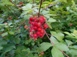 Image of fragrant sumac