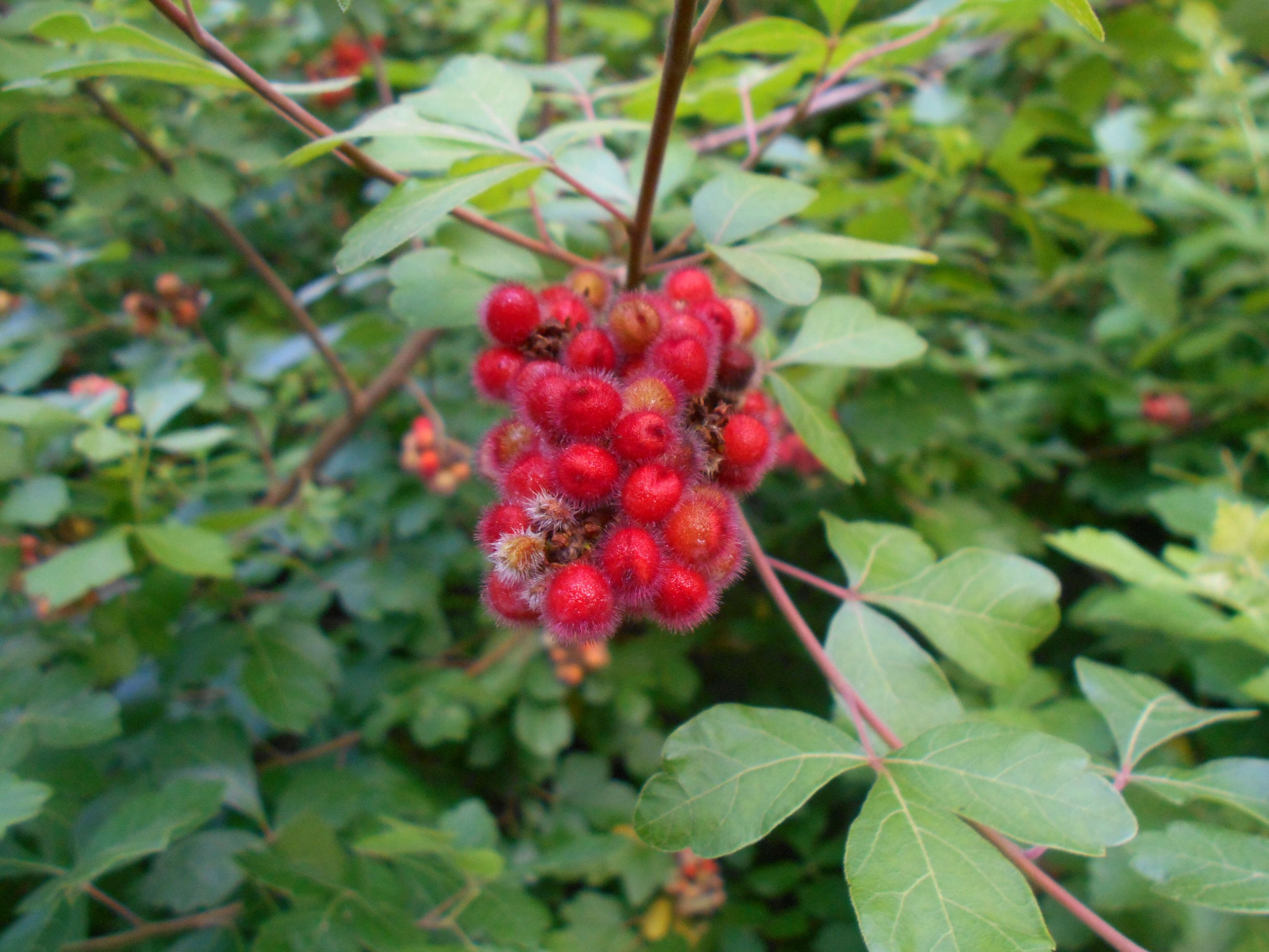 Image of fragrant sumac