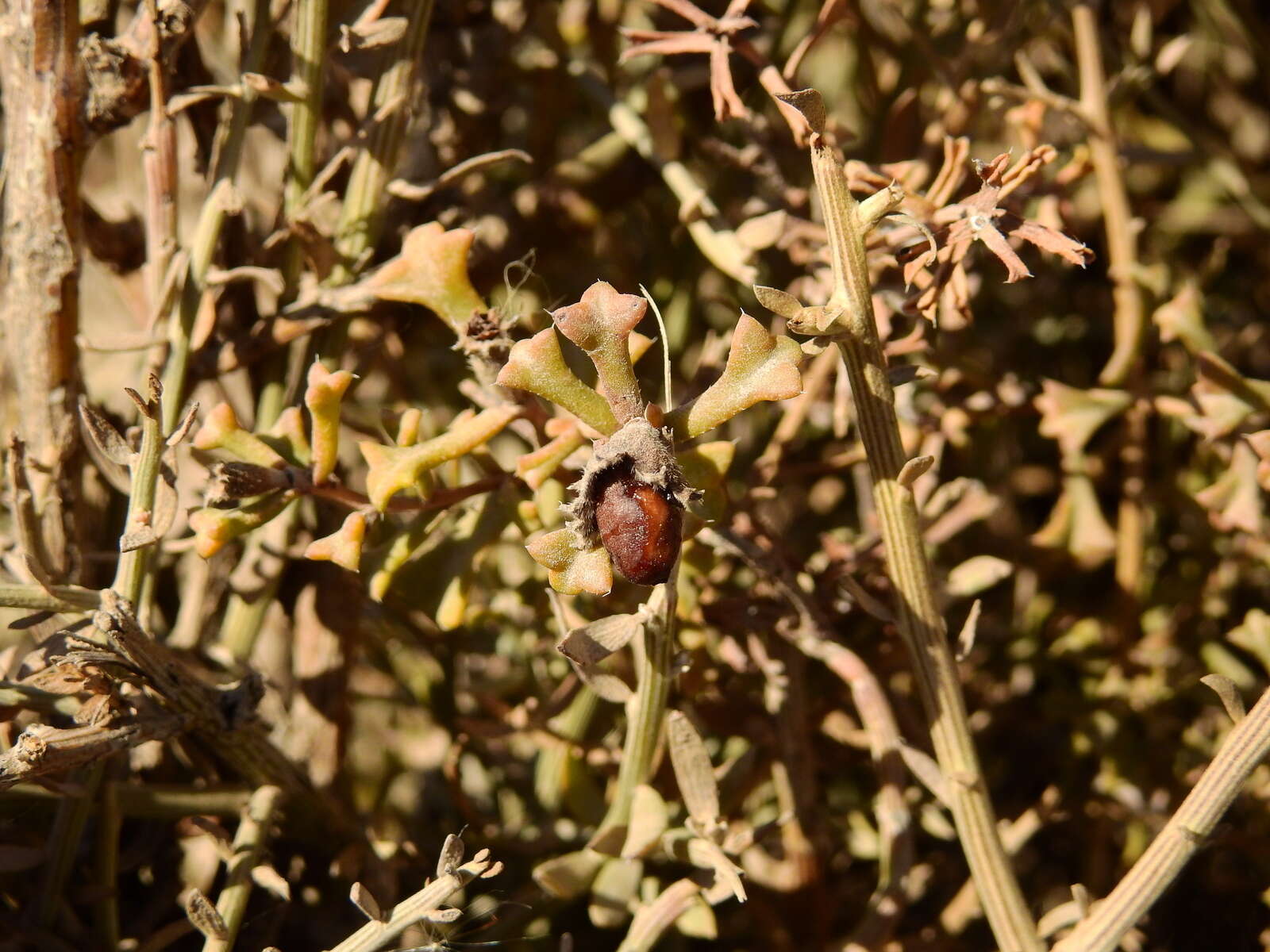 Image of Cortesia cuneifolia Cav.