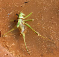 Image of Lesser Arid-land Katydid