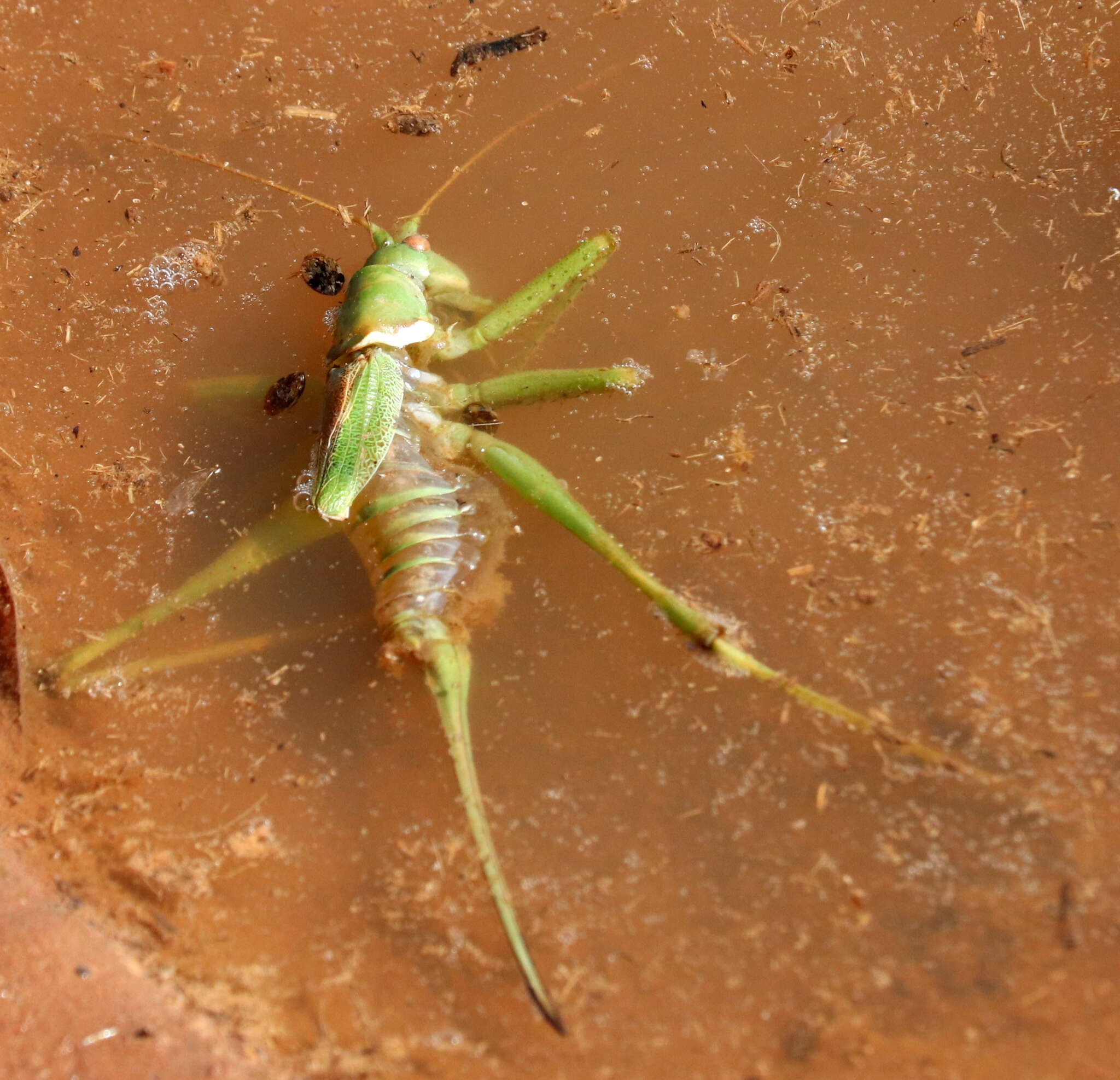 Sivun Neobarrettia victoriae (Caudell 1907) kuva