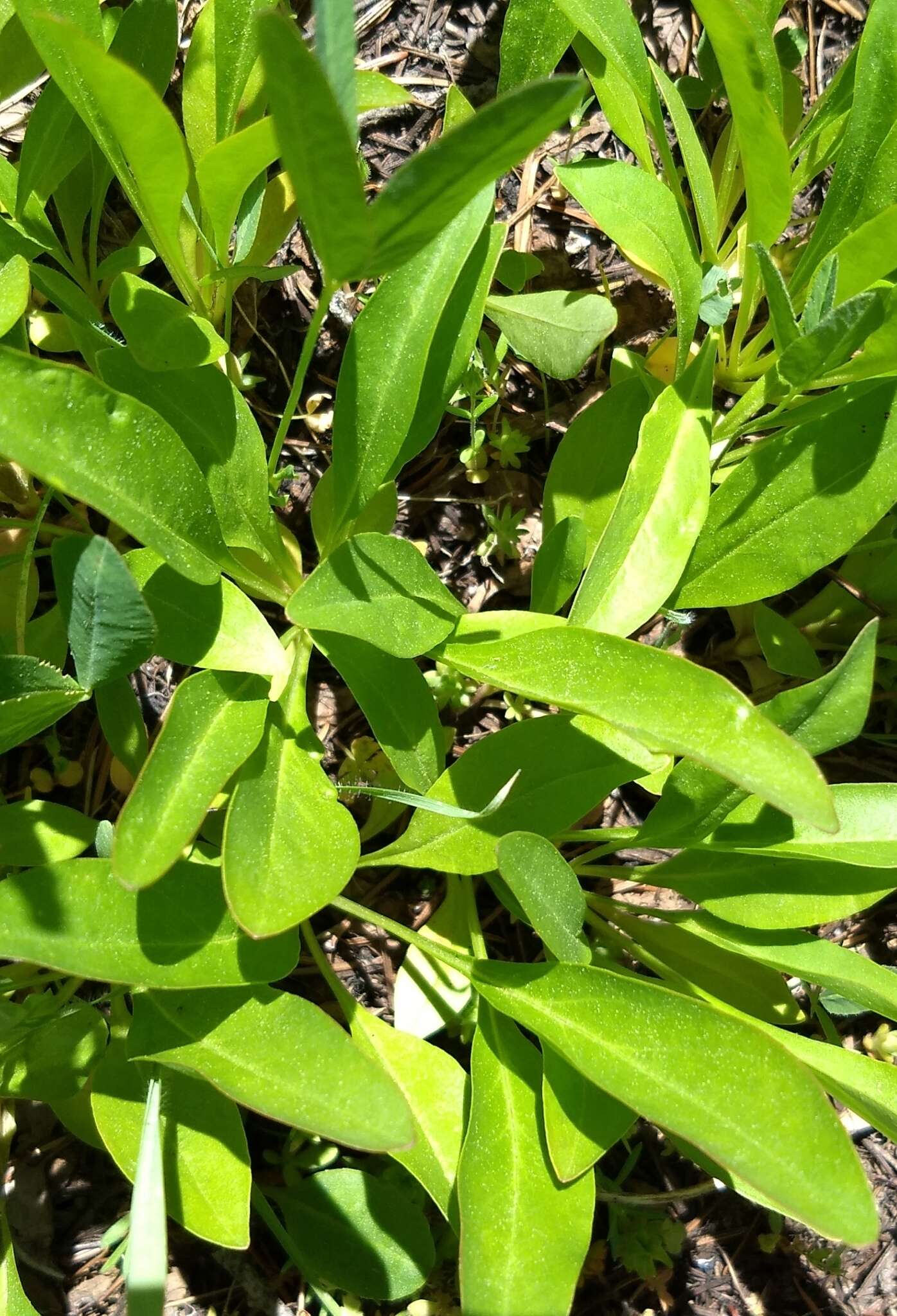 Image of Globe Beardtongue