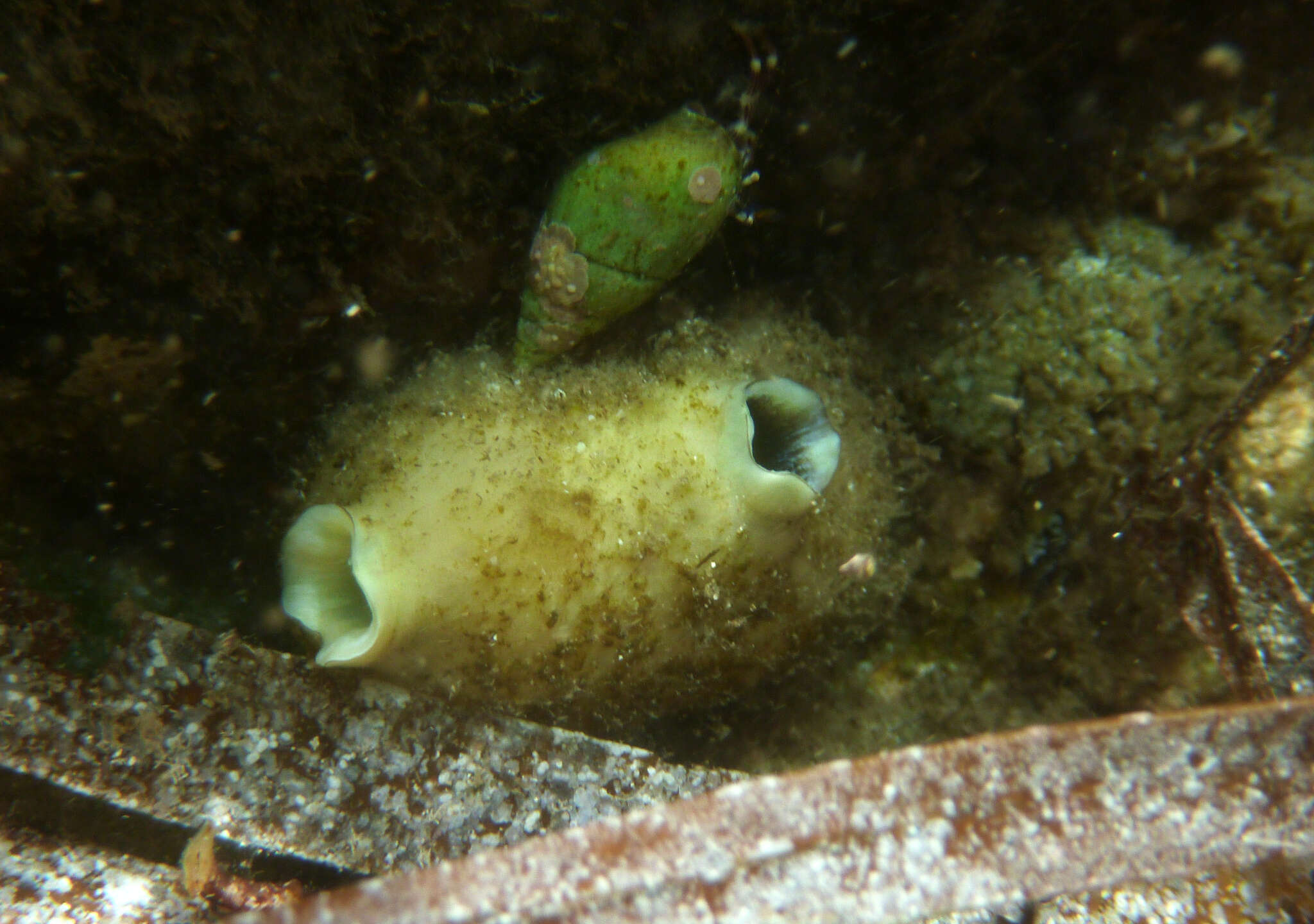 Image of Polycarpa viridis Herdman 1880