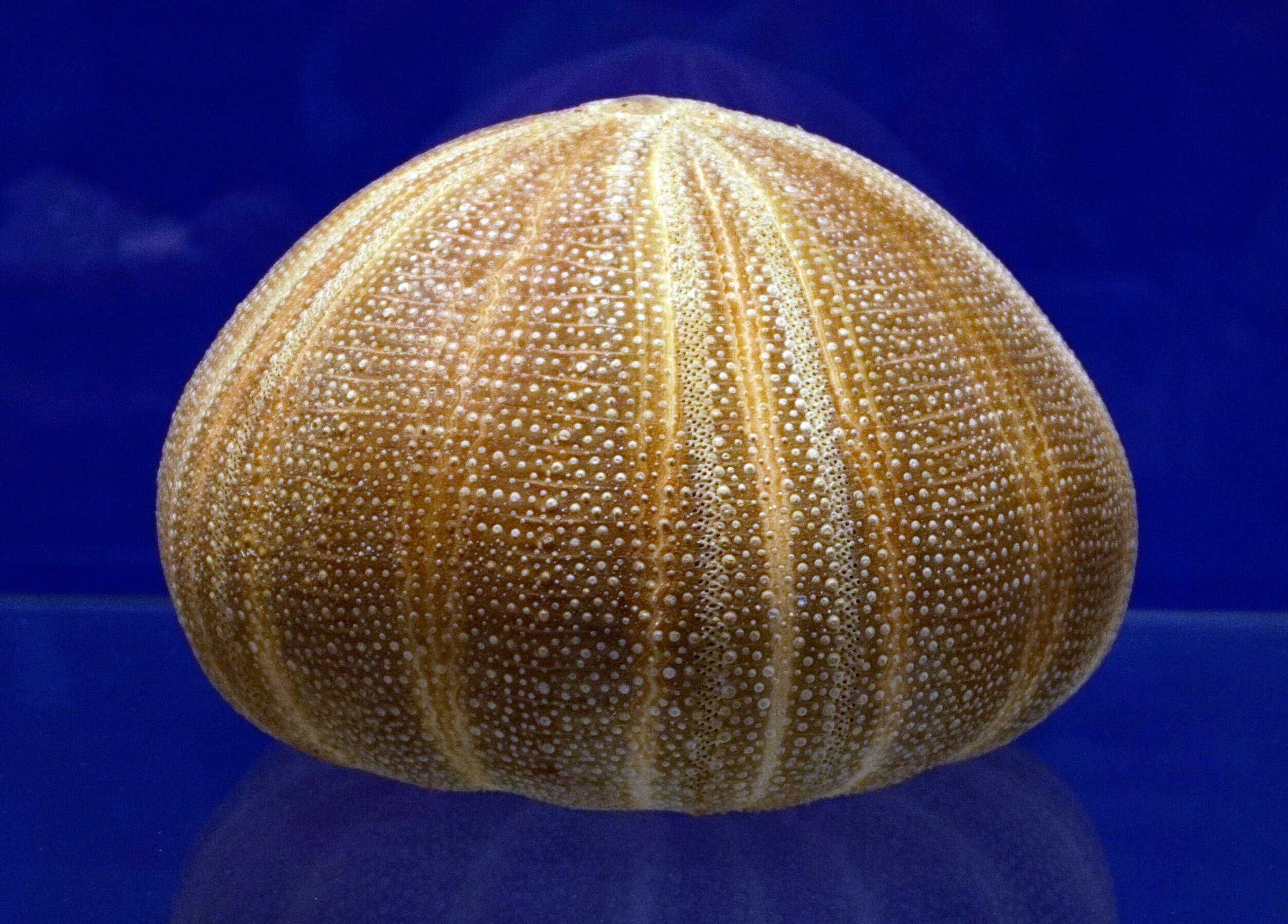 Image de Echinus melo Lamarck 1816