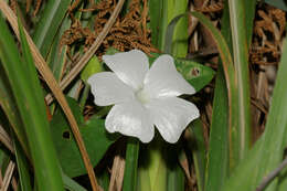 Imagem de Thunbergia fragrans Roxb.