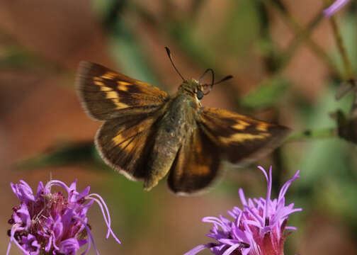 Image of Meske's Skipper