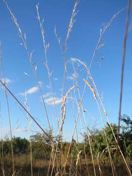 Image of Button Grass