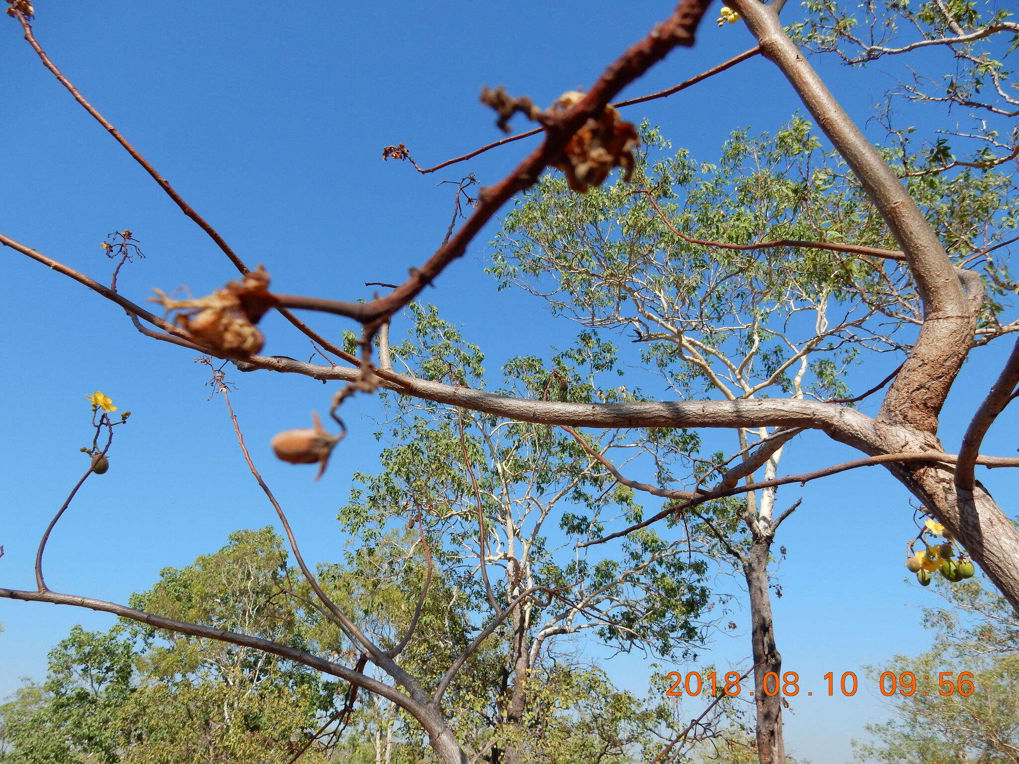 Imagem de Cochlospermum fraseri Planch.