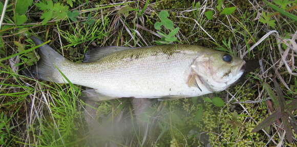 Image of Smallmouth Bass