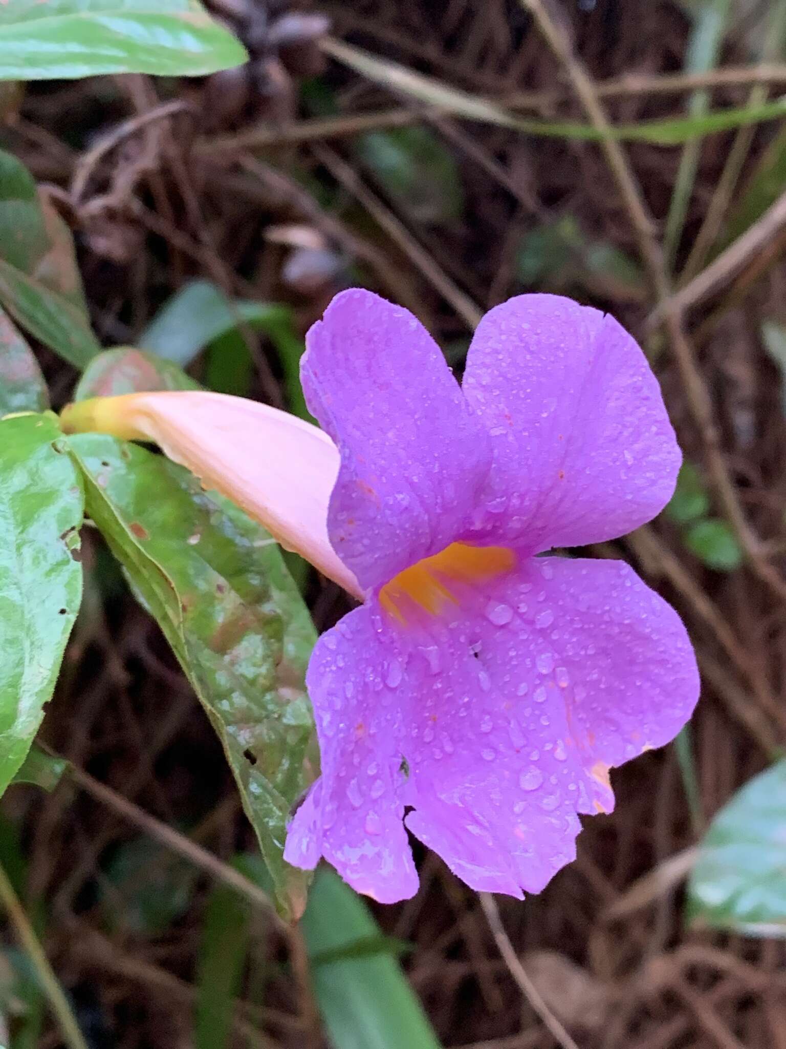 Image of Amphilophium scabriusculum (Mart. ex DC.) L. G. Lohmann