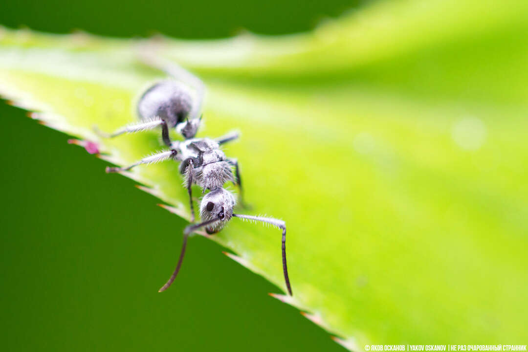 Image of Polyrhachis medusa Forel 1897