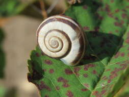 Image of Heath Snail