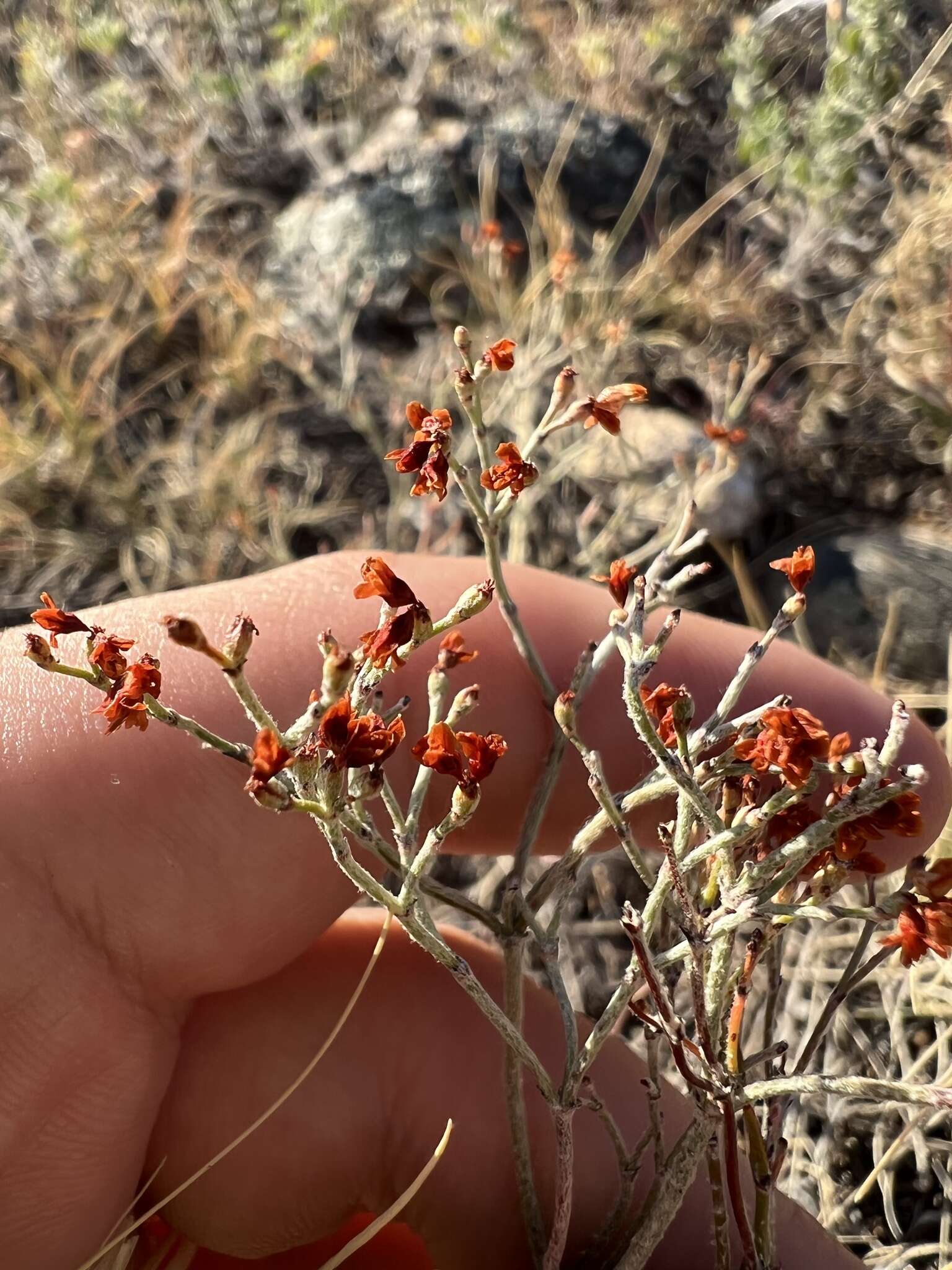 Image of spreading buckwheat