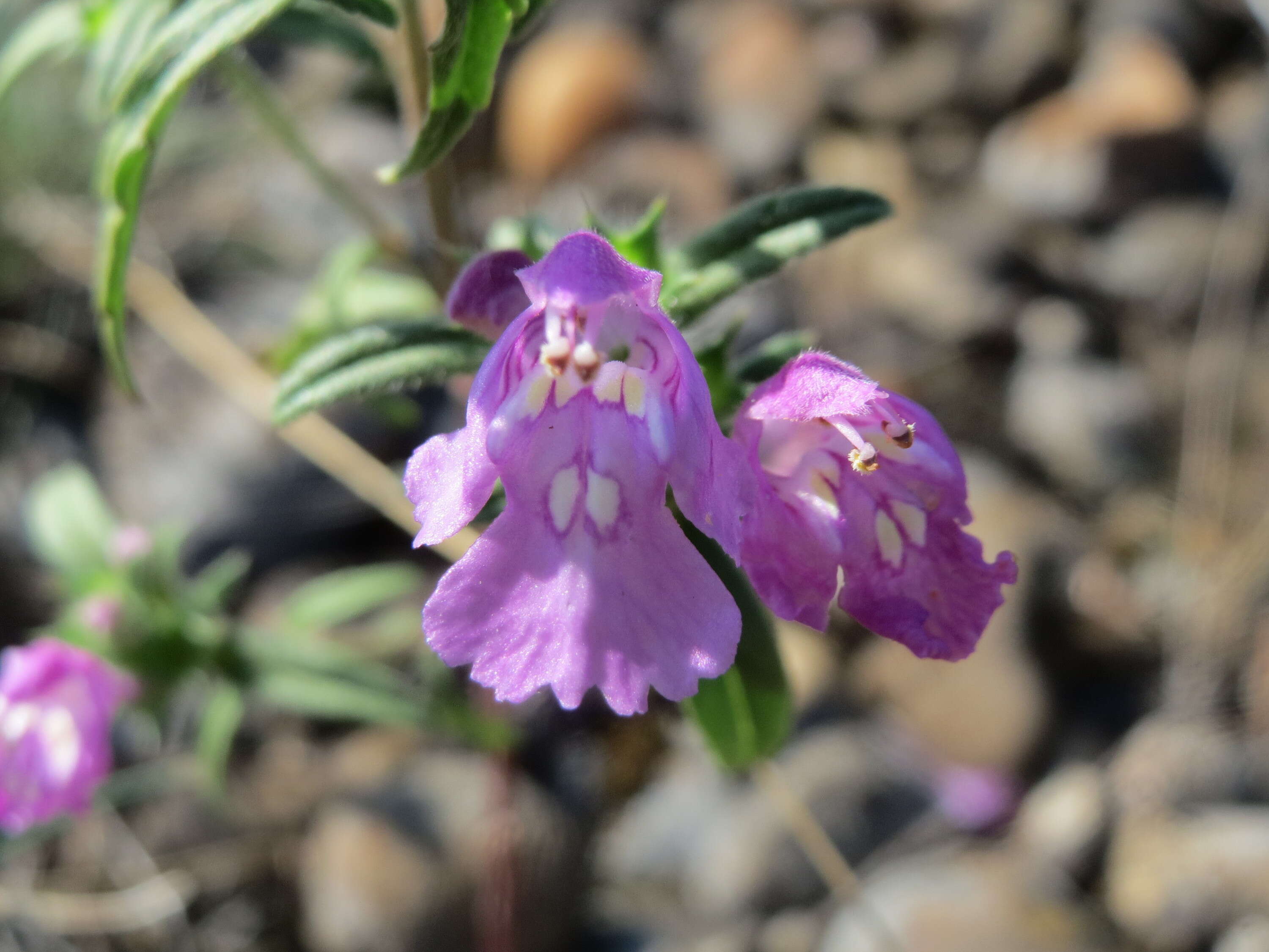 Image of Red hemp-nettle