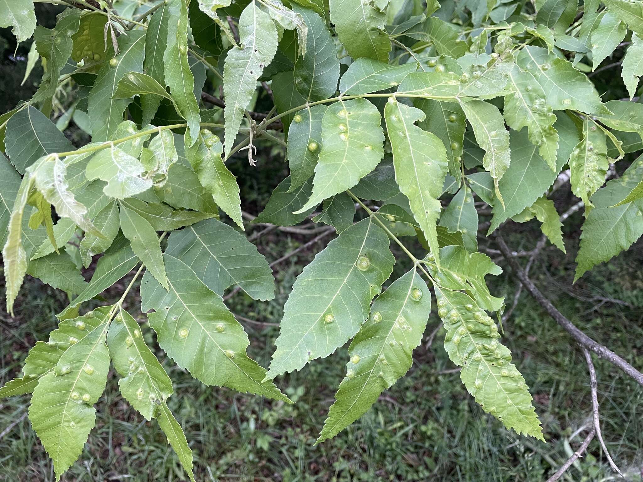 Image of Phylloxera russellae Stoetzel 1981