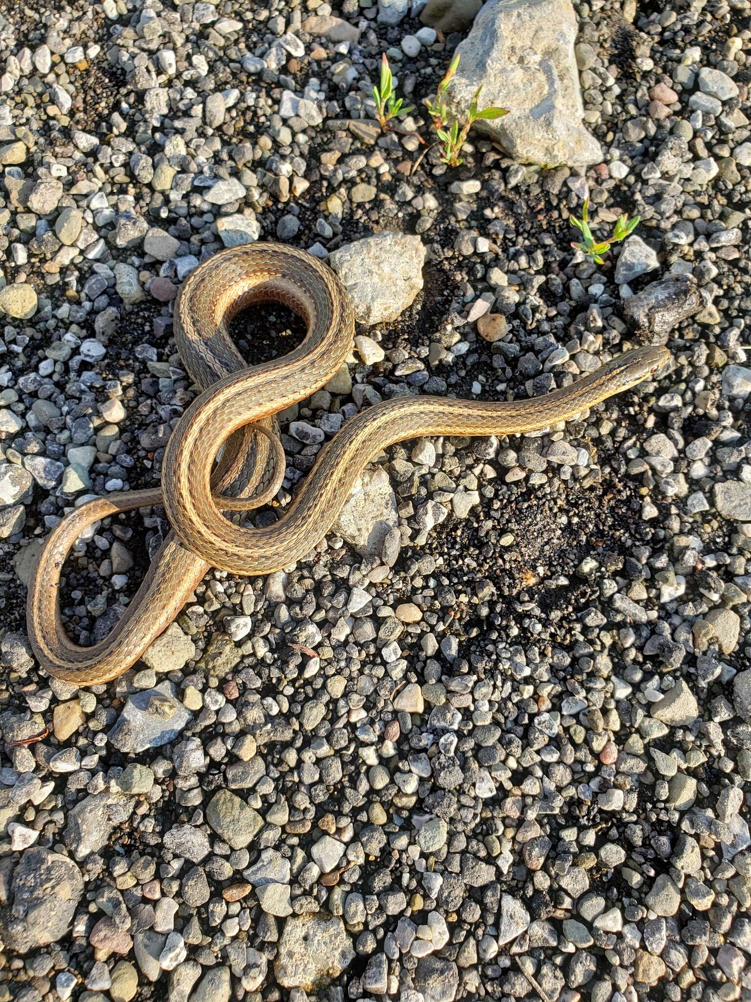 Image of Shorthead Garter Snake