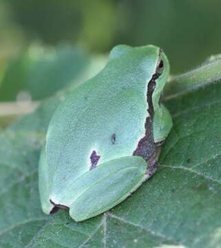 Image of Common tree frog