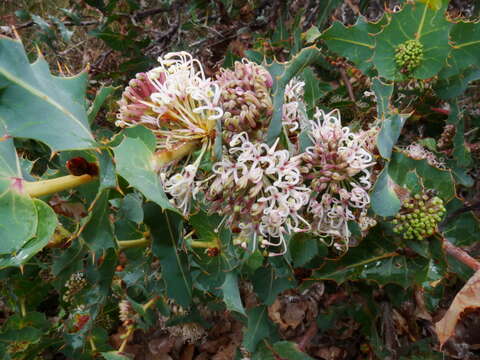 Image of Hakea amplexicaulis R. Br.