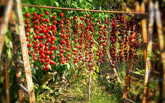 Imagem de Capsicum annuum L.