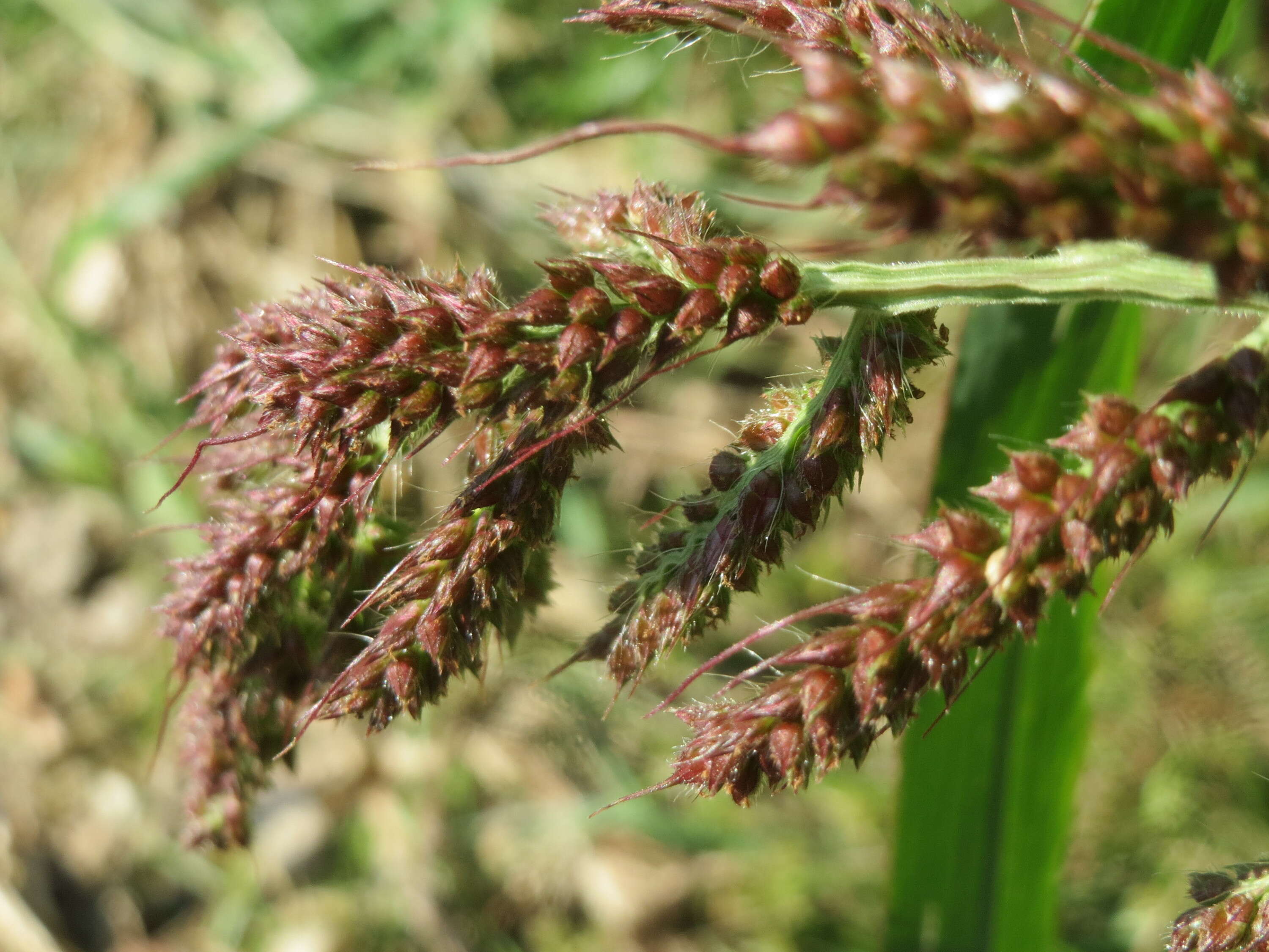 Plancia ëd Echinochloa crus-galli (L.) P. Beauv.