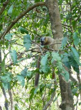 Слика од Eulemur rufus (Audebert 1799)