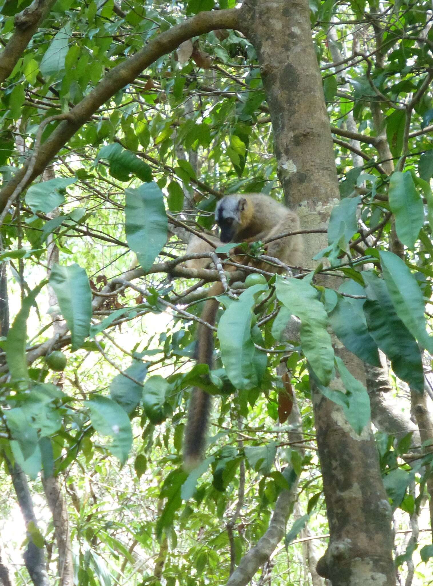 Image of Audebert's Brown Lemur