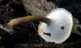 Image de Lentinus brumalis (Pers.) Zmitr. 2010