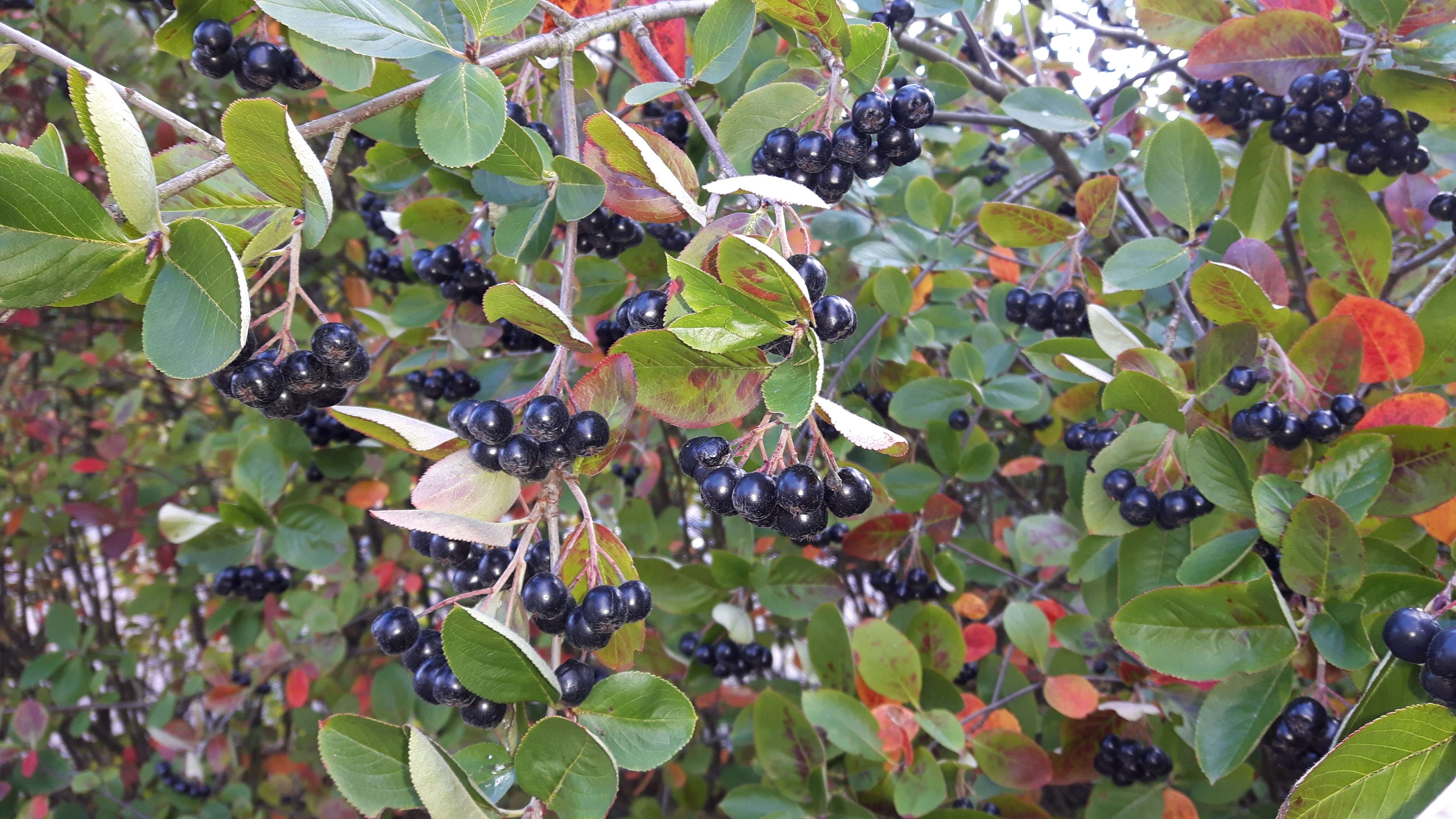 Photinia floribunda (Lindl.) K. R. Robertson & J. B. Phipps的圖片