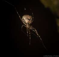 صورة Janula bicornis (Thorell 1881)