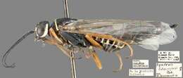 Image of incense cedar wood wasps