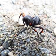 Image of Black tree weevil