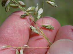 Image of threeflower melicgrass