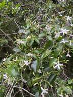 صورة Jasminum simplicifolium G. Forst.