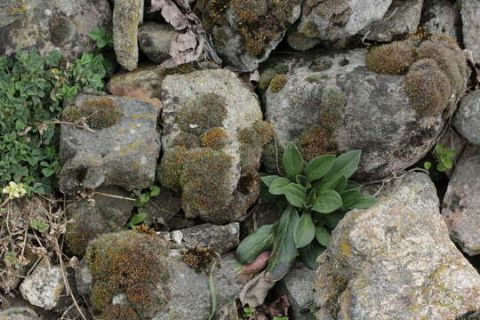 Image of pulvinate dry rock moss