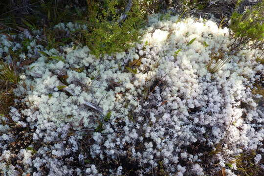 Image of Cladonia confusa f. confusa R. Sant.