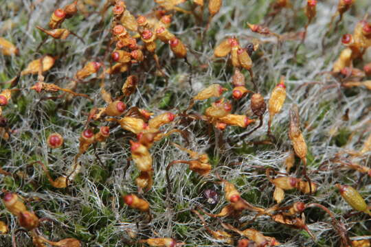 Image of pulvinate dry rock moss