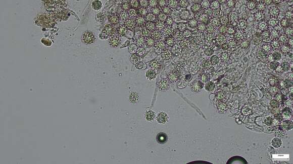 Image of Heliogaster columellifer (Kobayasi) Orihara & K. Iwase 2010