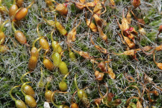 Image of pulvinate dry rock moss