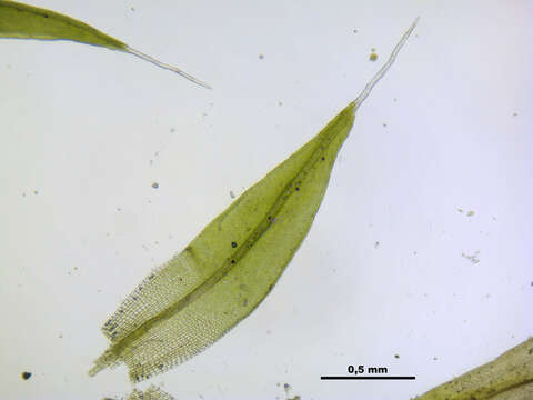 Image of pulvinate dry rock moss