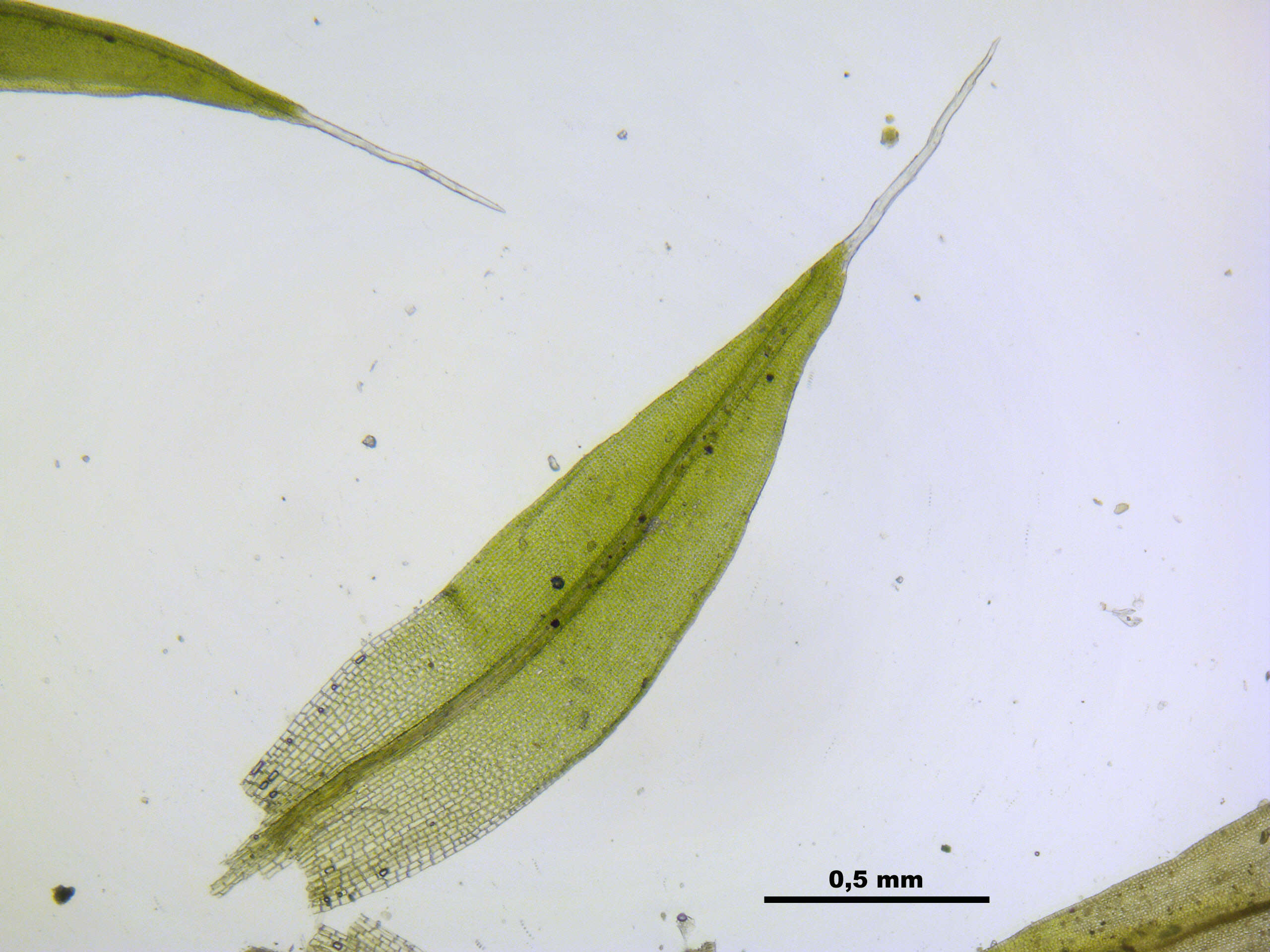 Image of pulvinate dry rock moss