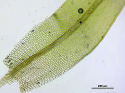 Image of pulvinate dry rock moss