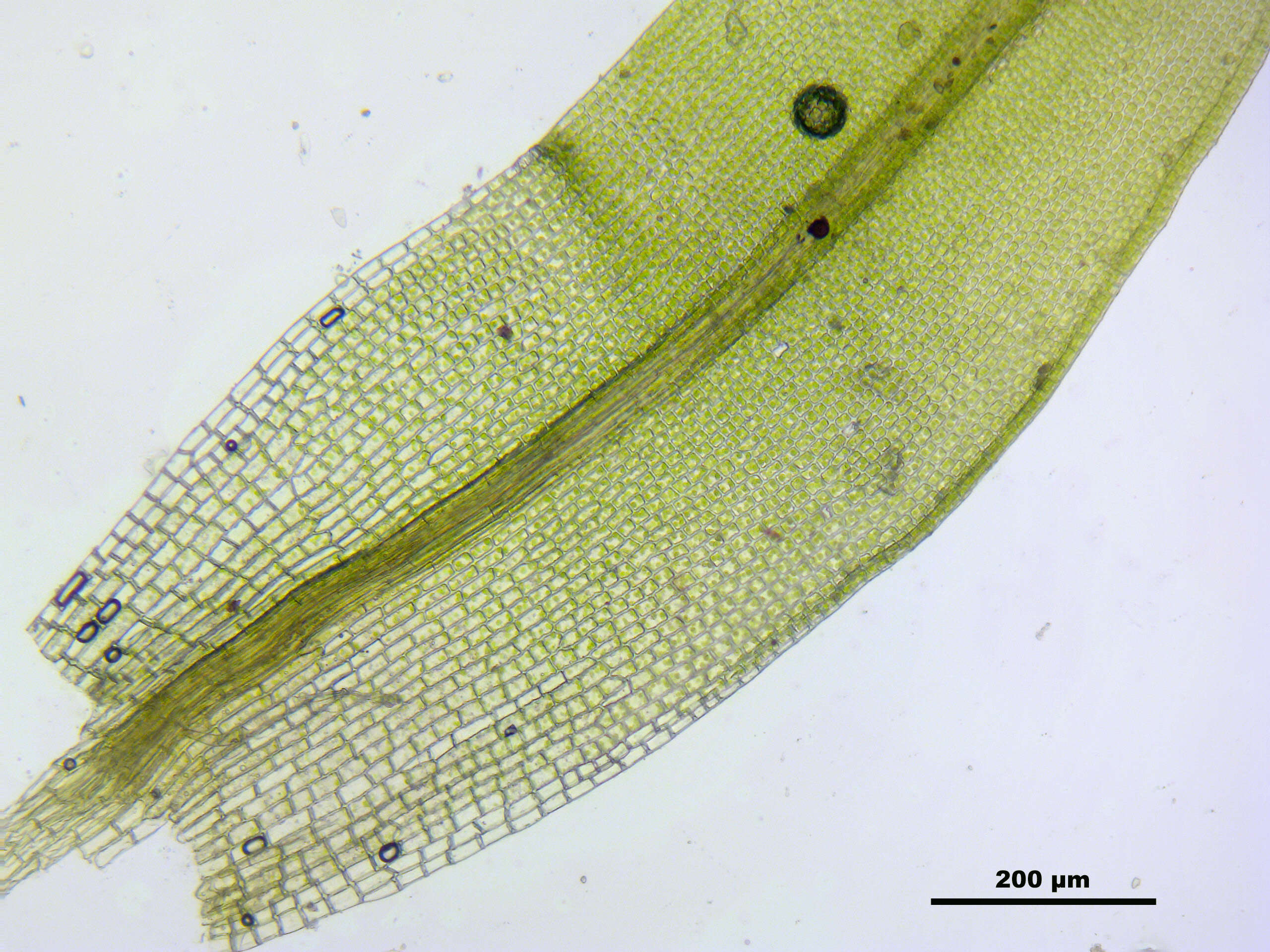 Image of pulvinate dry rock moss