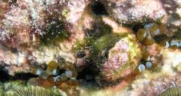 Image of hidden anemone