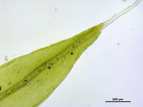 Image of pulvinate dry rock moss