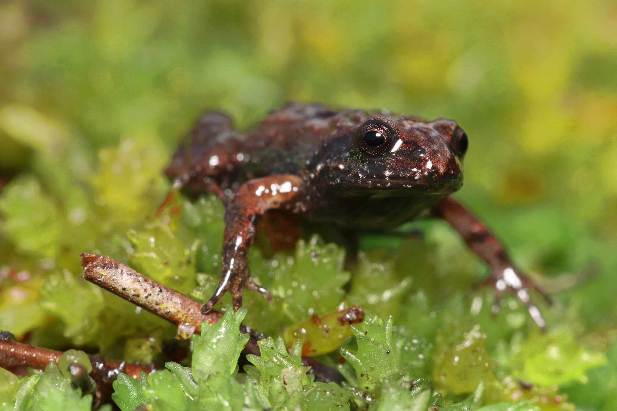Image of Rough Moss Frog