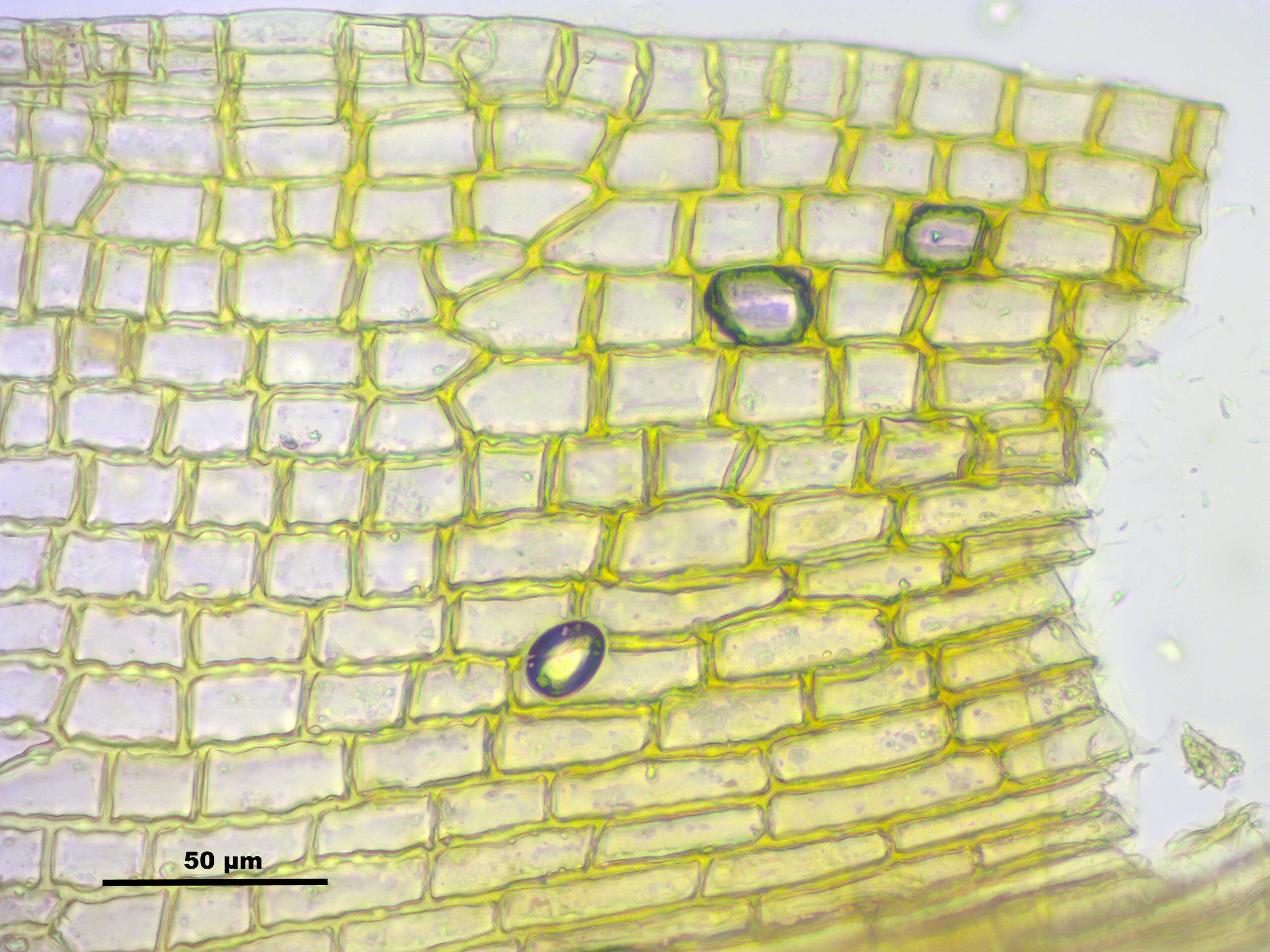 Image of pulvinate dry rock moss