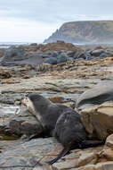 Image of Amsterdam Island Fur Seal